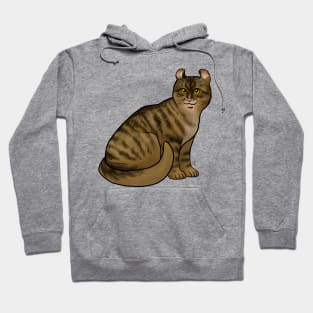 Cat - American Curl - Shorthair Dark Brown Tabby Hoodie